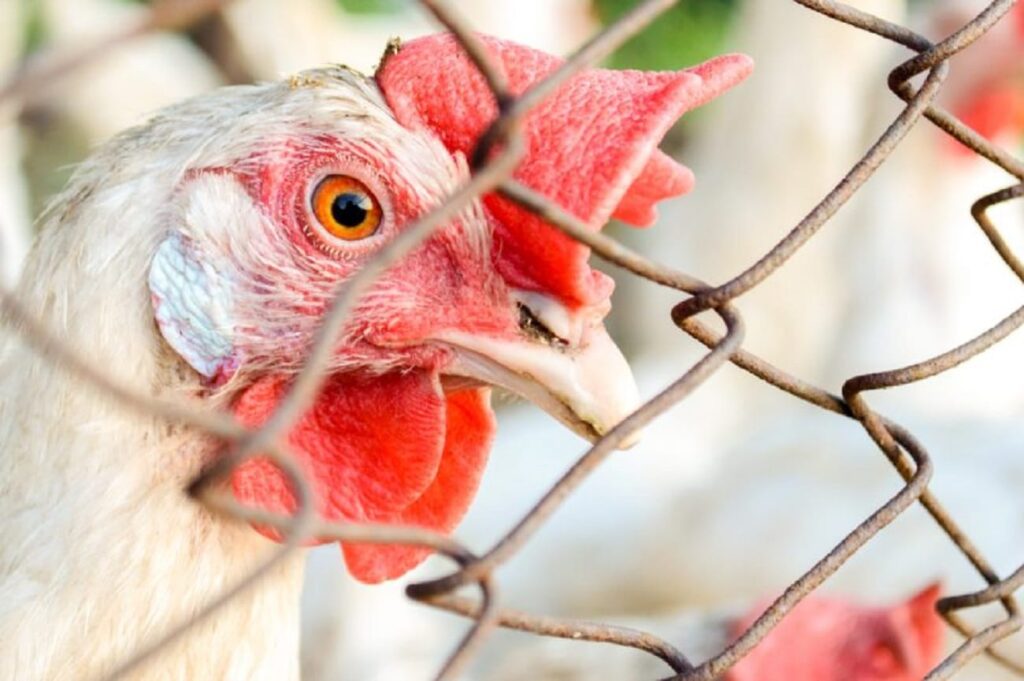 Sete casos de doenças respiratórias em aves são investigados no país Sete casos de doenças respiratórias em aves são investigados no país