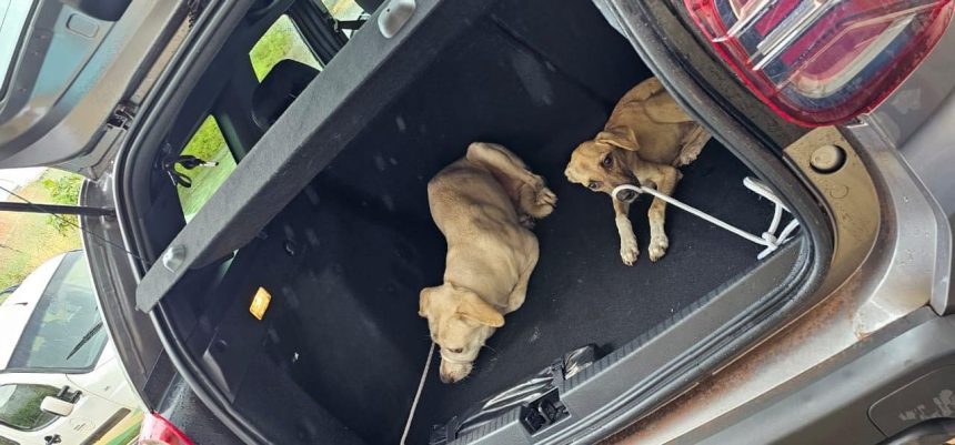 Casal é indiciado por maus-tratos após deixar cães sem comida em Paraíso do Tocantins; um dos animais morreu Casal é indiciado por maus-tratos após deixar cães sem comida em Paraíso do Tocantins; um dos animais morreu