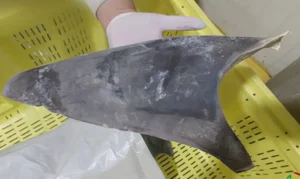 Ibama proíbe exportação de barbatana de tubarão-azul para mercado asiático