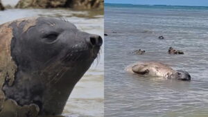 Elefante-marinho passeia por praias de Alagoas enquanto muda a pelagem