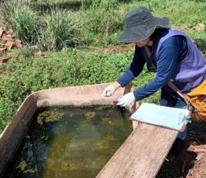 MS confirma 4ª morte por chikungunya em 2026 e casos avançam no Estado