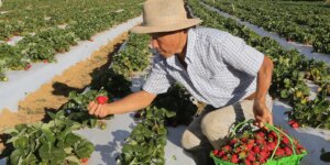 Agricultores com perda de produção começam a receber o Garantia-Safra agricultores-com-perda-de-producao-comecam-a-receber-o-garantia-safra