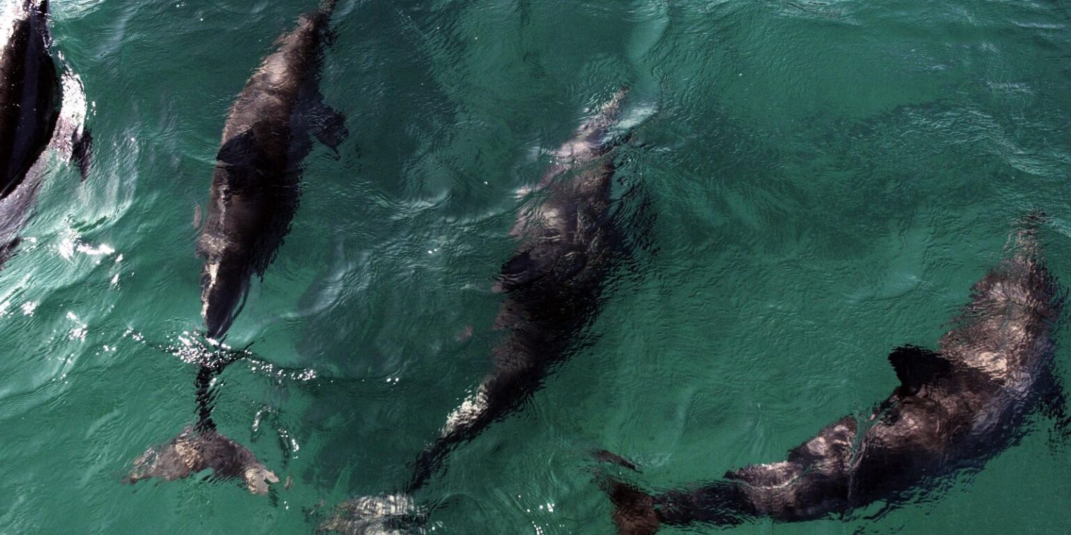 acordo-reforca-protecao-a-golfinhos-na-praia-de-pipa