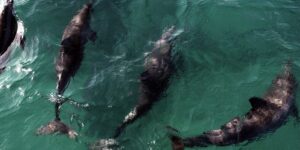 acordo-reforca-protecao-a-golfinhos-na-praia-de-pipa