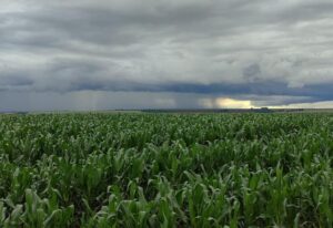 Colheita da soja avança em MS e plantio do milho já supera 75%, aponta Aprosoja/MS colheita-da-soja-avanca-em-ms-e-plantio-do-milho-ja-supera-75%,-aponta-aprosoja/ms