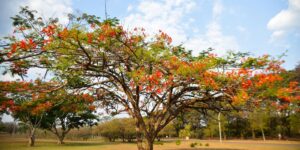 verao-chega-ao-fim-no-brasil;-outono-comeca-oficialmente-nesta-sexta