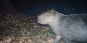 Capivara é agredida na zona norte do Rio e autores são presos capivara-e-agredida-na-zona-norte-do-rio-e-autores-sao-presos