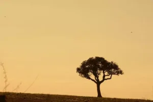 Outono começa quente em Mato Grosso do Sul; frio mais intenso só chega em maio outono-comeca-quente-em-mato-grosso-do-sul;-frio-mais-intenso-so-chega-em-maio