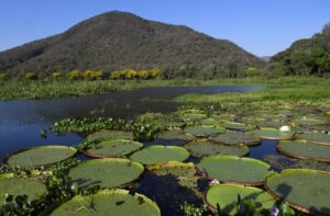 ms-e-unico-estado-do-pais-a-cumprir-metas-completas-de-governanca-climatica,-aponta-anuario