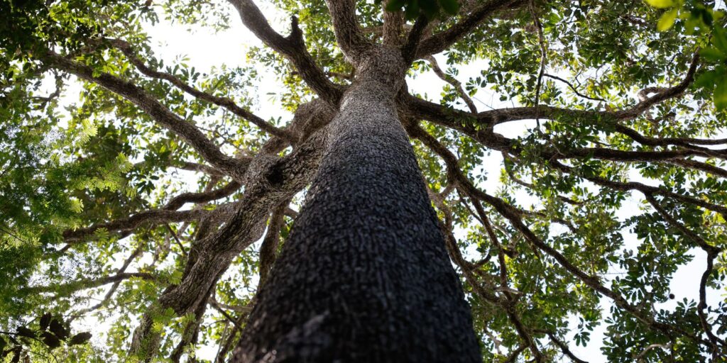 Justiça do Ceará cria vara exclusiva para ações de proteção ambiental justica-do-ceara-cria-vara-exclusiva-para-acoes-de-protecao-ambiental