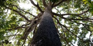 justica-do-ceara-cria-vara-exclusiva-para-acoes-de-protecao-ambiental