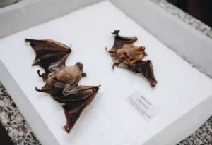 campo-grande-registra-quarto-morcego-com-raiva-em-2026;-saiba-como-se-proteger