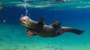 ariranha,-caboclinho-do-pantanal-e-pintado-passam-a-ter-protecao-internacional