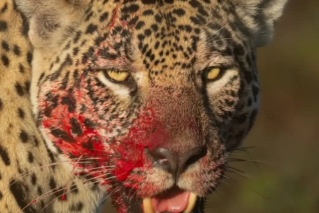 onca-pintada-e-fotografada-com-rosto-coberto-de-sangue-apos-caca-no-pantanal-de-ms