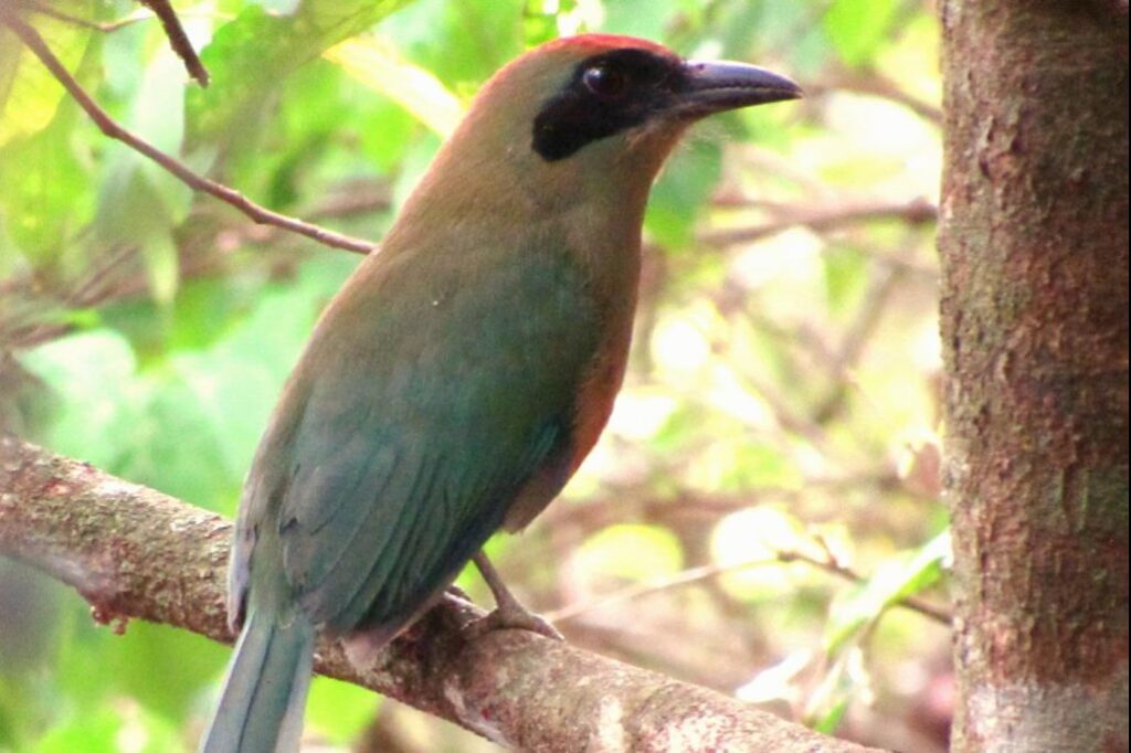 Nova lei reconhece ave símbolo da Mata Atlântica em MS e reforça agenda ambiental durante a COP15