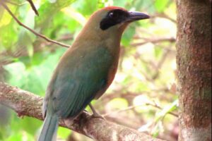 Nova lei reconhece ave símbolo da Mata Atlântica em MS e reforça agenda ambiental durante a COP15