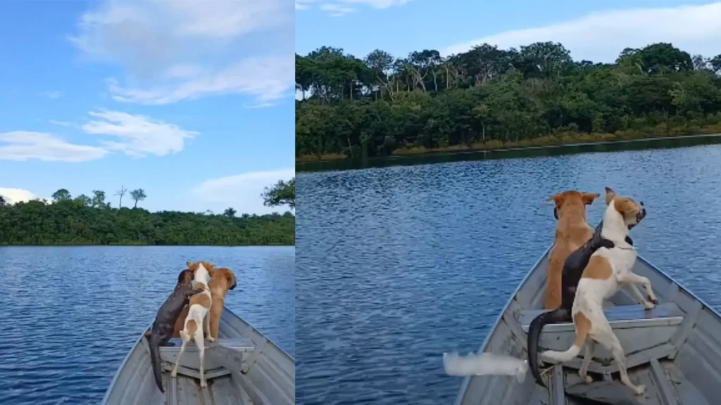 Amizade improvável entre trio de cães e lontra viraliza em passeio de canoa