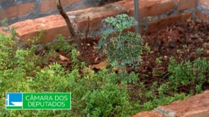 Criada Frente Parlamentar em Defesa da Política de plantas medicinais e fitoterápicas; assista Criada Frente Parlamentar em Defesa da Política de plantas medicinais e fitoterápicas; assista