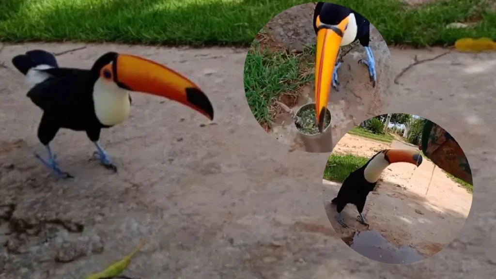 Tucano prova tereré, faz amizade e ganha água gelada em cidade de MS