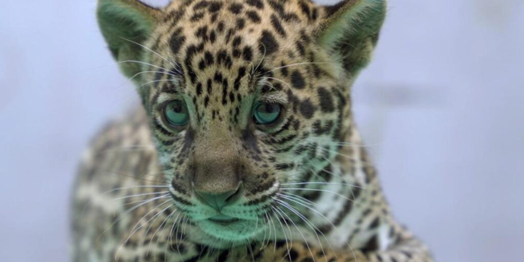 onca-pintada-nascida-no-bioparque-vale-amazonia-ganha-o-nome-de-xingu