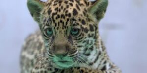 onca-pintada-nascida-no-bioparque-vale-amazonia-ganha-o-nome-de-xingu