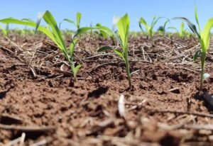 clima-exige-monitoramento-das-lavouras-de-milho-no-proximo-trimestre-em-mato-grosso-do-sul
