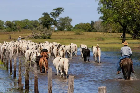 governo-de-ms-muda-regra-da-carne-do-pantanal-e-retira-exigencia-de-certificadora