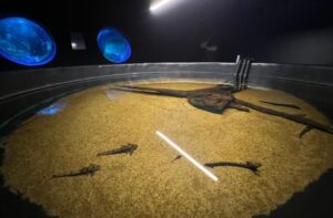 bioparque-pantanal-resgata-peixes-atingidos-pela-decoada-e-amplia-pesquisa-cientifica