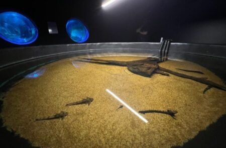 bioparque-pantanal-resgata-peixes-atingidos-pela-decoada-e-amplia-pesquisa-cientifica