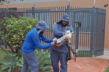 sesau-orienta-vacinacao-de-pets-e-faz-alerta-apos-casos-de-raiva