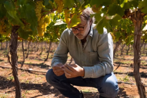Concha y Toro cria nova vinícola premium e mira avanço em rótulos de maior valor concha-y-toro-cria-nova-vinicola-premium-e-mira-avanco-em-rotulos-de-maior-valor