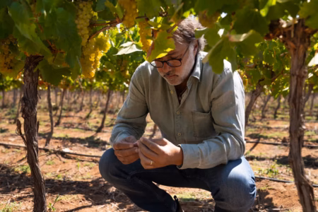 concha-y-toro-cria-nova-vinicola-premium-e-mira-avanco-em-rotulos-de-maior-valor