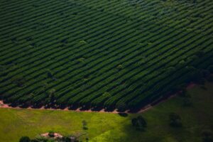 Suzano abre nove processos seletivos para Água Clara e Ribas do Rio Pardo suzano-abre-nove-processos-seletivos-para-agua-clara-e-ribas-do-rio-pardo