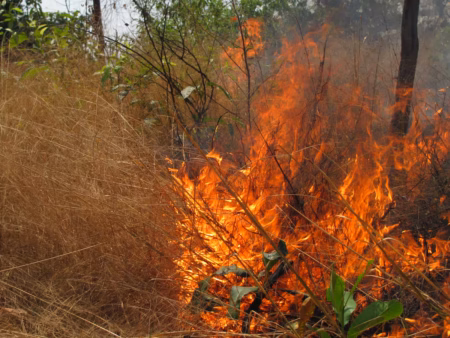 queimadas-mudam-biodiversidade-da-amazonia,-indica-pesquisa-de-20-anos