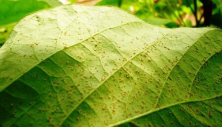 ferrugem-asiatica-avanca-e-registra-70-focos-em-mato-grosso-do-sul