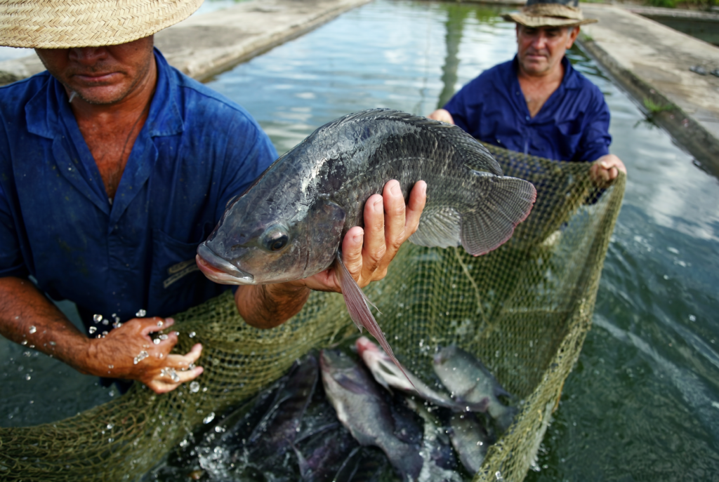 com-eua-como-principal-destino,-ms-avanca-na-producao-e-exportacao-de-tilapia