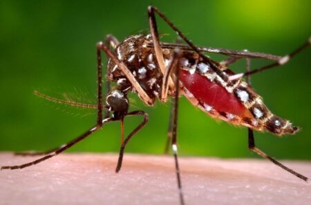 queda-nos-casos-de-dengue-e-chikungunya-chega-a-mais-de-90%-em-tres-lagoas