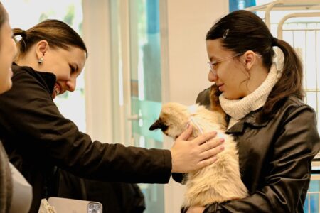 oscilacao-de-temperatura-aumenta-casos-de-doencas-respiratorias-em-gatos