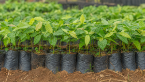 brasil-entra-em-programa-da-ocde-para-fortalecer-pesquisa-em-agricultura-sustentavel