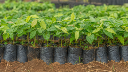 brasil-entra-em-programa-da-ocde-para-fortalecer-pesquisa-em-agricultura-sustentavel