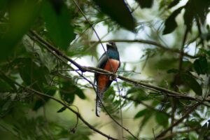 campo-grande-celebra-tres-anos-como-capital-do-birdwatching