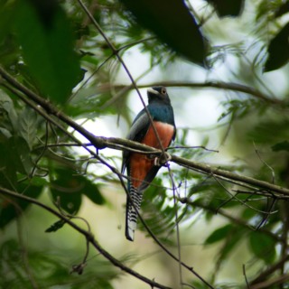 campo-grande-marca-3-anos-de-lei-que-incentiva-observacao-de-aves