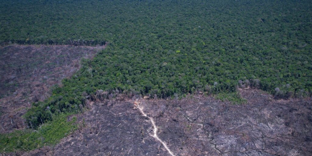 desmatamento-na-amazonia-cai-17%-no-primeiro-trimestre-de-2026