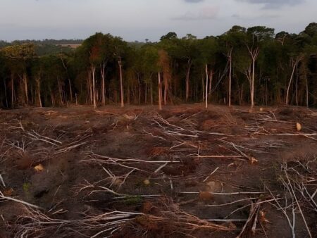 mpms-investiga-desmate-de-61-hectares-de-vegetacao-nativa-em-amambai