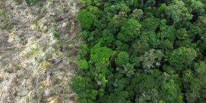 mundo-reduz-em-mais-de-um-terco-perda-de-florestas-tropicais