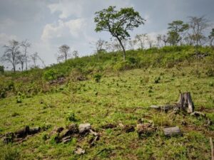 mp-investiga-desmatamento-ilegal-em-areas-protegidas-de-maracaju
