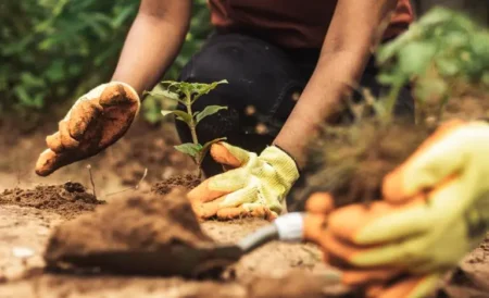 UEMS tem inscrições abertas para Mestrado em Sustentabilidade na Agricultura