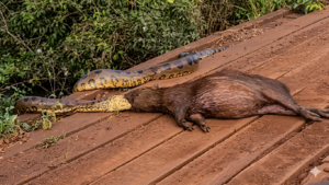 Gestor de obras ficou impressionado com o avistamento. (Imagens: Cesar Bertoldo)