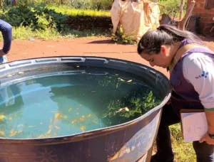 Saúde vistoria mais 1.560 imóveis e alerta que Chikungunya exige mobilização da população Saúde vistoria mais 1.560 imóveis e alerta que Chikungunya exige mobilização da população