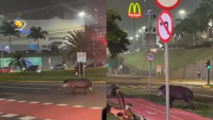 Anta atravessa avenida em Campo Grande e surpreende cantor sertanejo